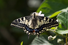 David Plant Photography - Wildlife Photography - Swallowtail - A